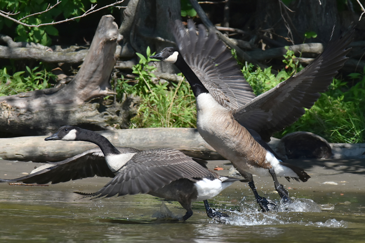 Hudson River (Rattlesnake Island&ndash;Mill Creek area) 21