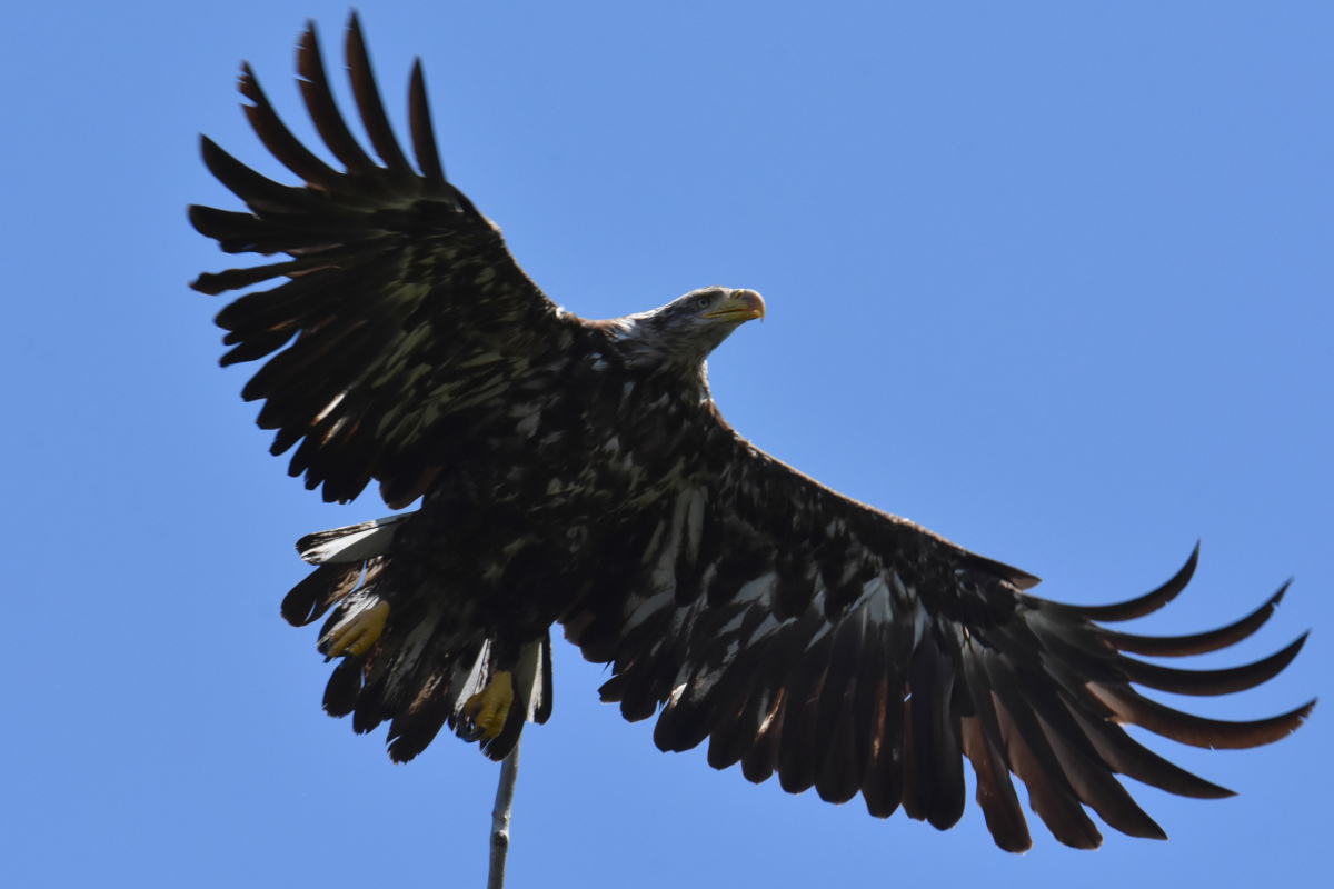 Hudson River (Rattlesnake Island&ndash;Mill Creek area) 22