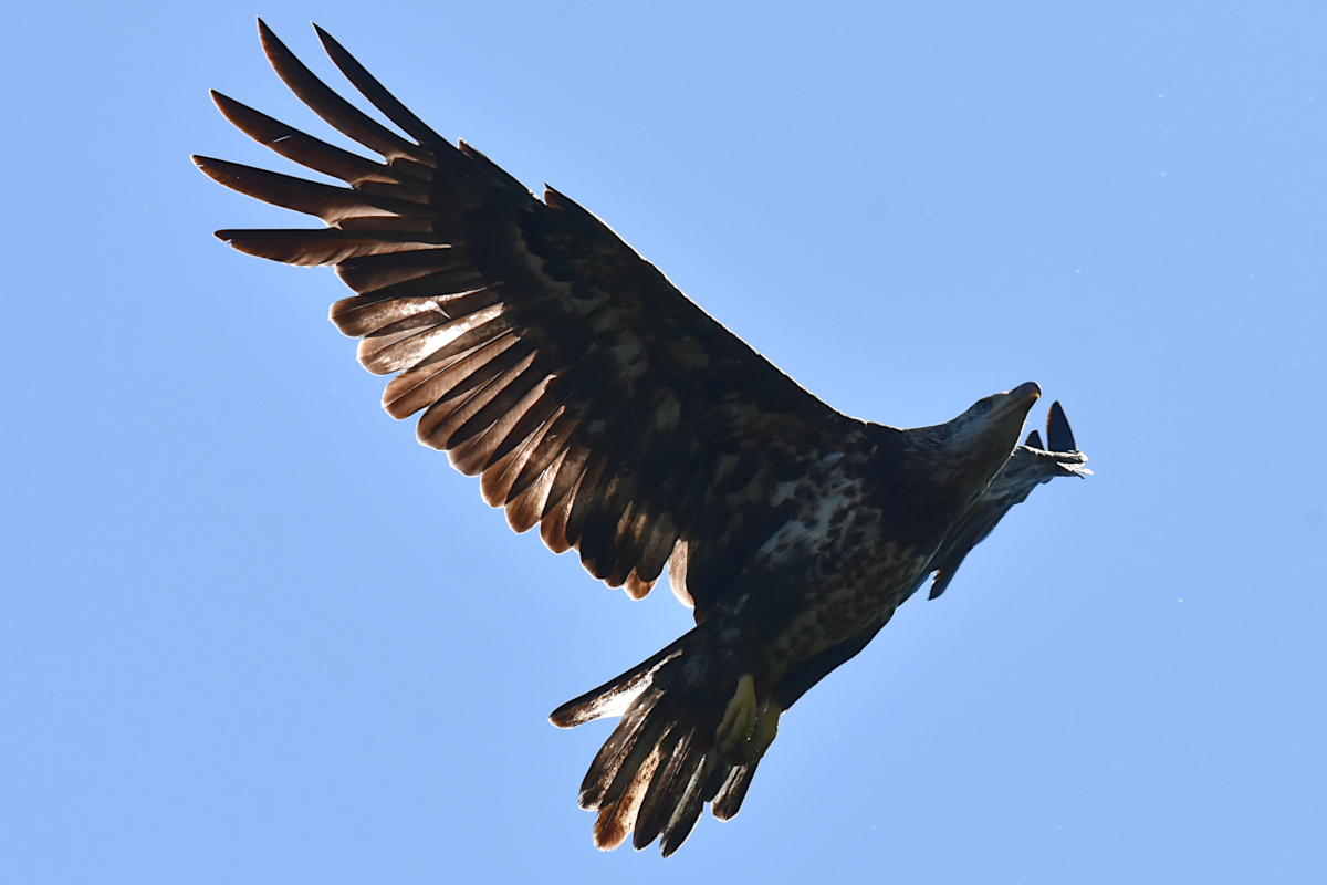 Hudson River (Rattlesnake Island&ndash;Mill Creek area) 23