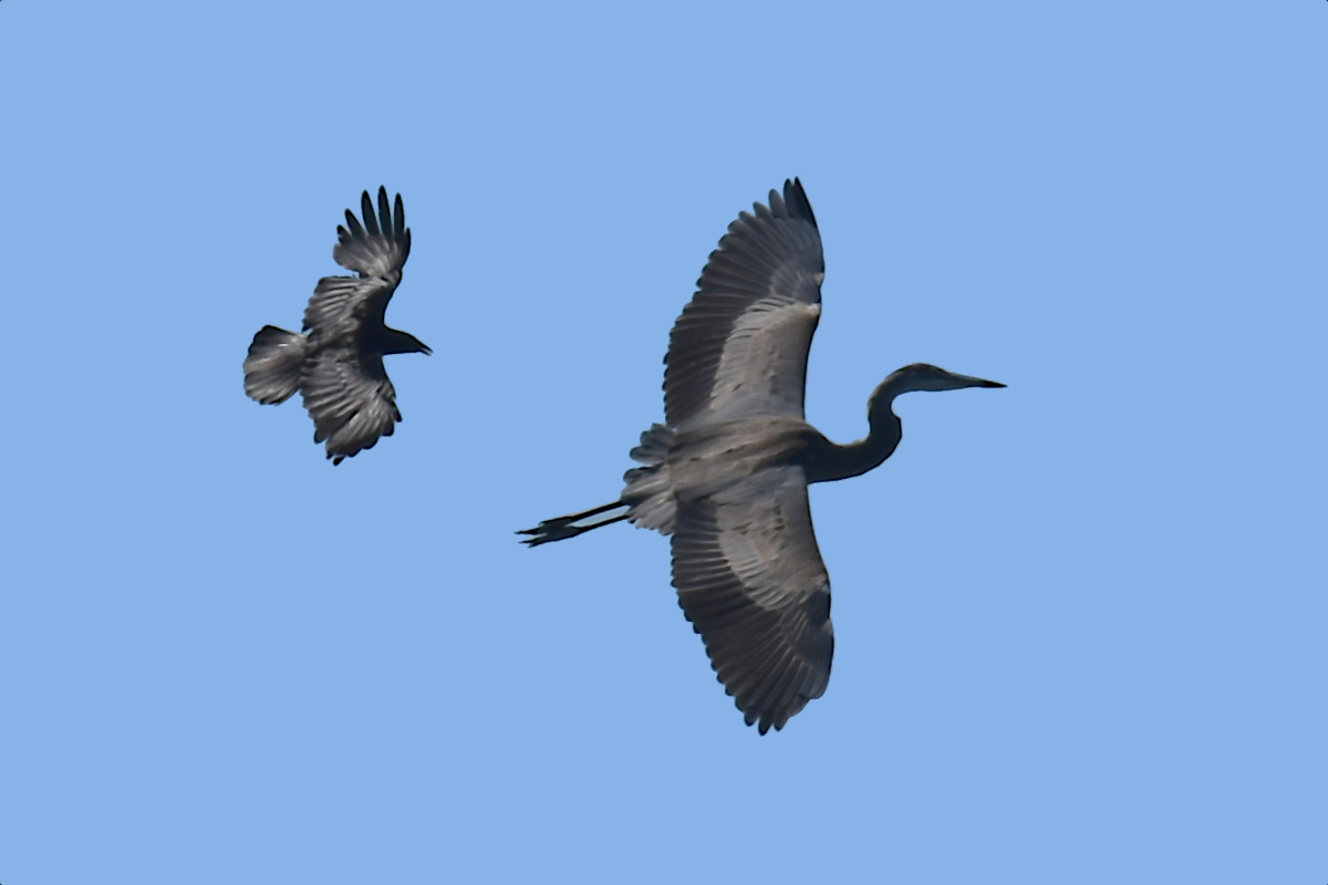 Hudson River (Rattlesnake Island&ndash;Mill Creek area) 25