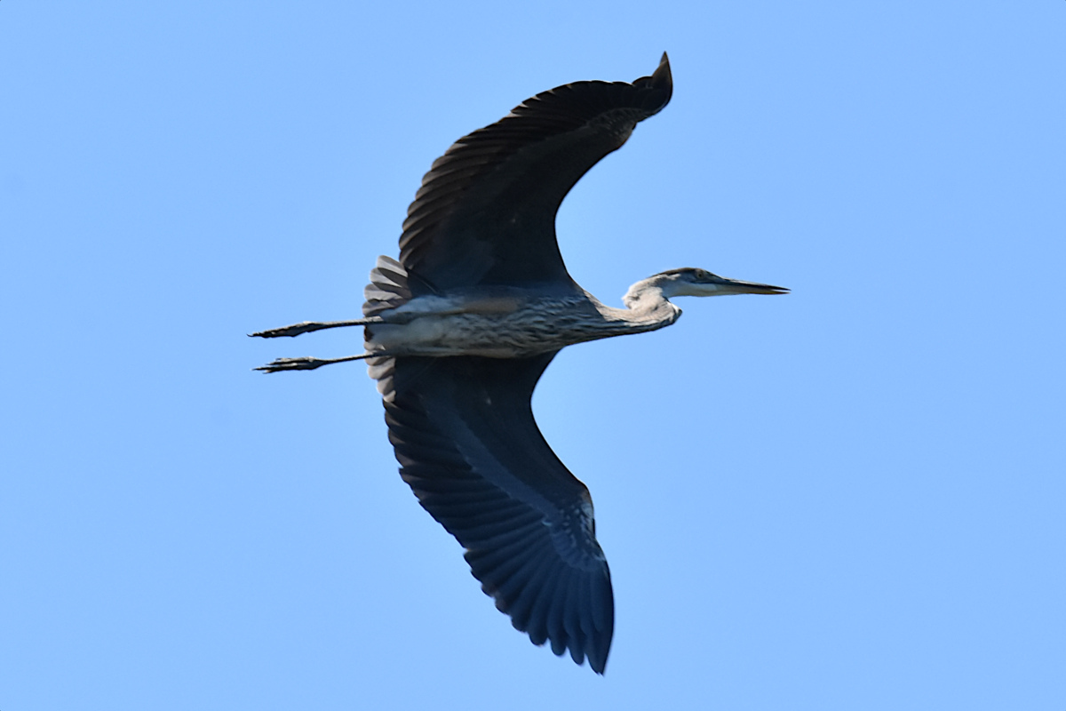 Hudson River (Rattlesnake Island&ndash;Mill Creek area) 26