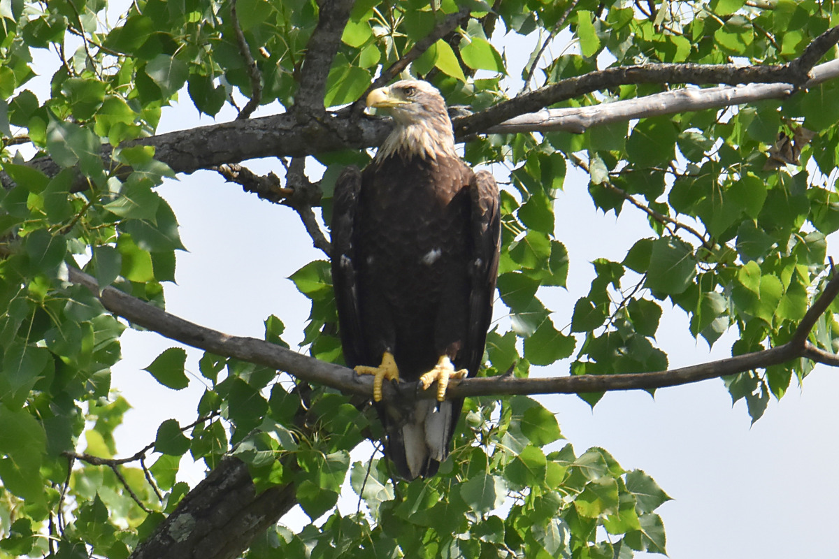Hudson River (Rattlesnake Island&ndash;Mill Creek area) 27