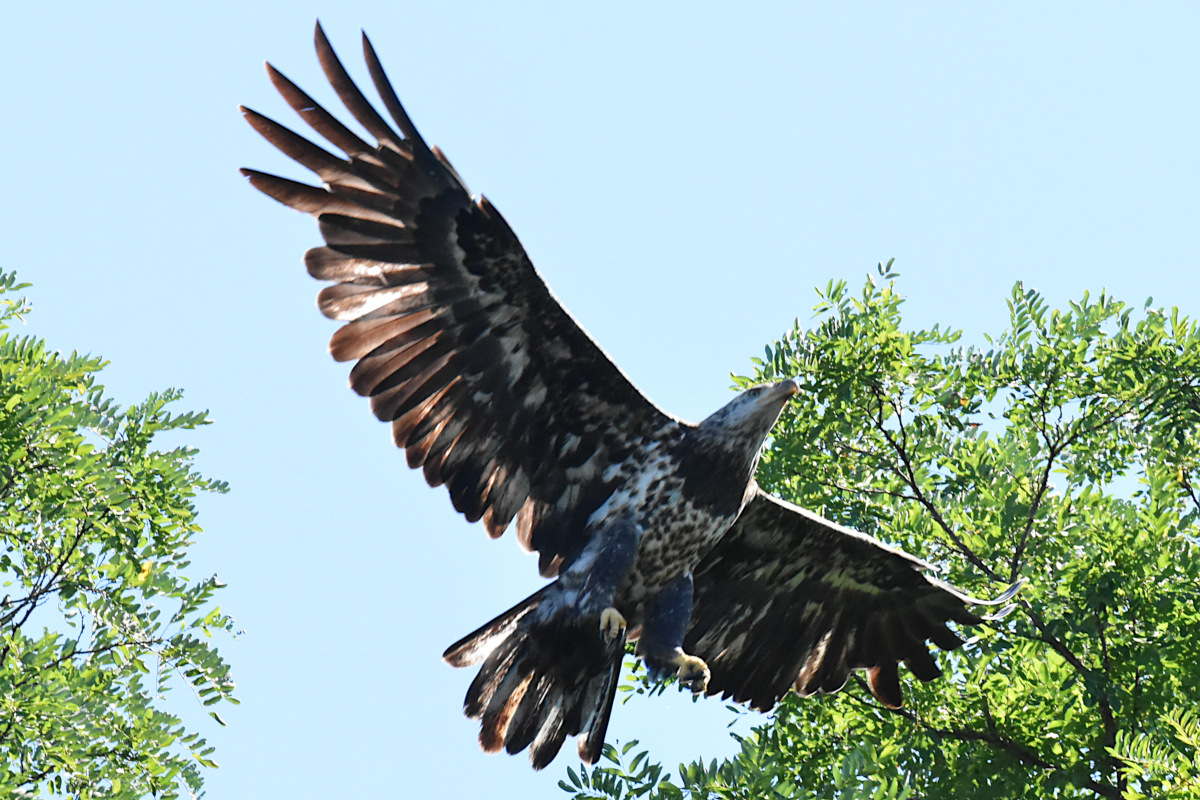 Hudson River (Rattlesnake Island&ndash;Mill Creek area) 29