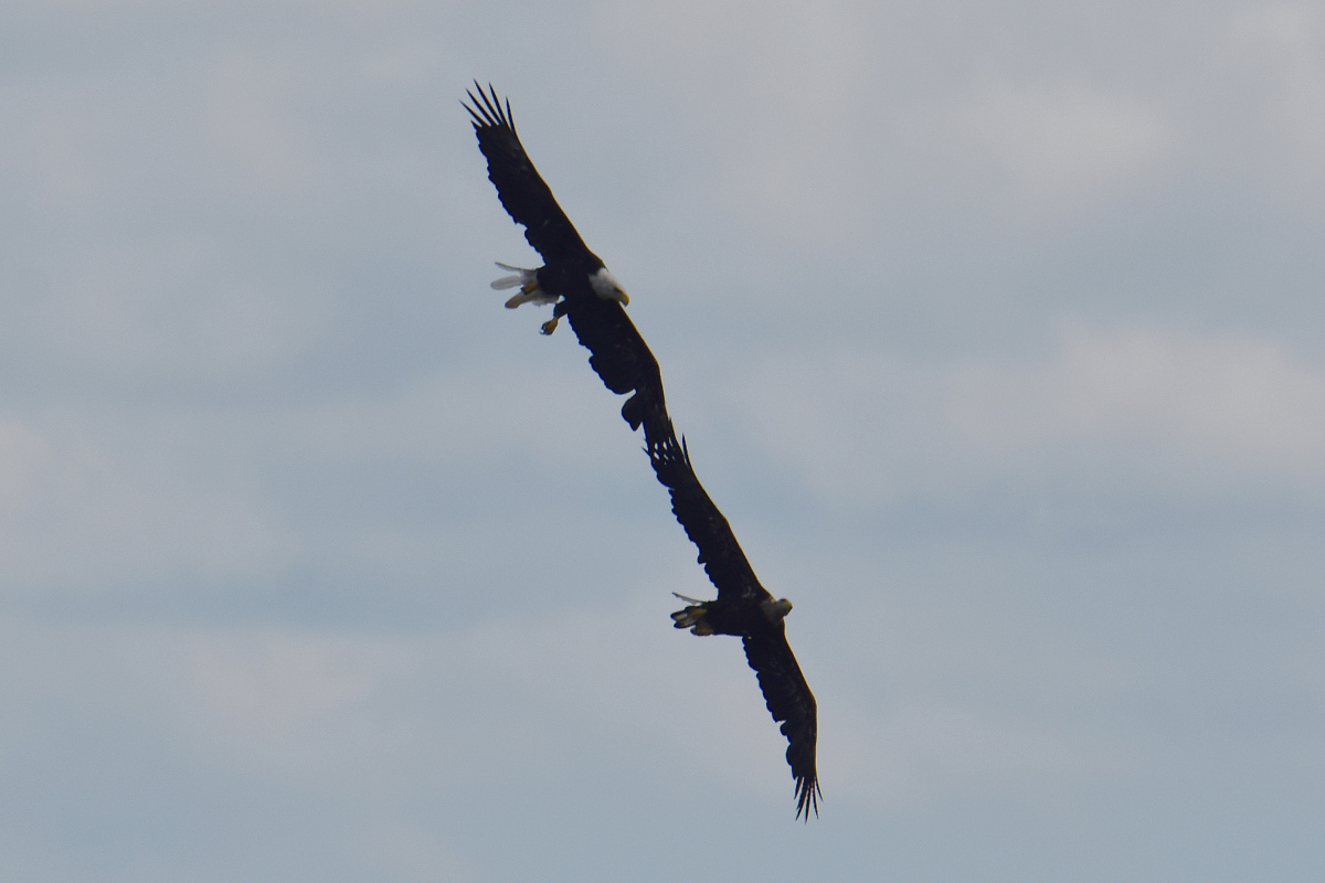 Hudson River (Rattlesnake Island&ndash;Mill Creek area) 30