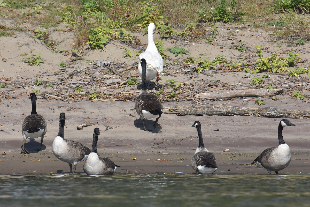 Warm September Mornings on the Hudson River 44