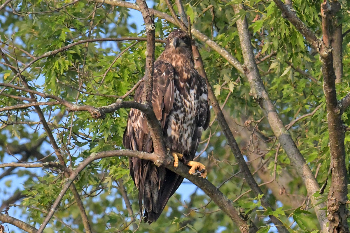Busy Stockport Flats 01