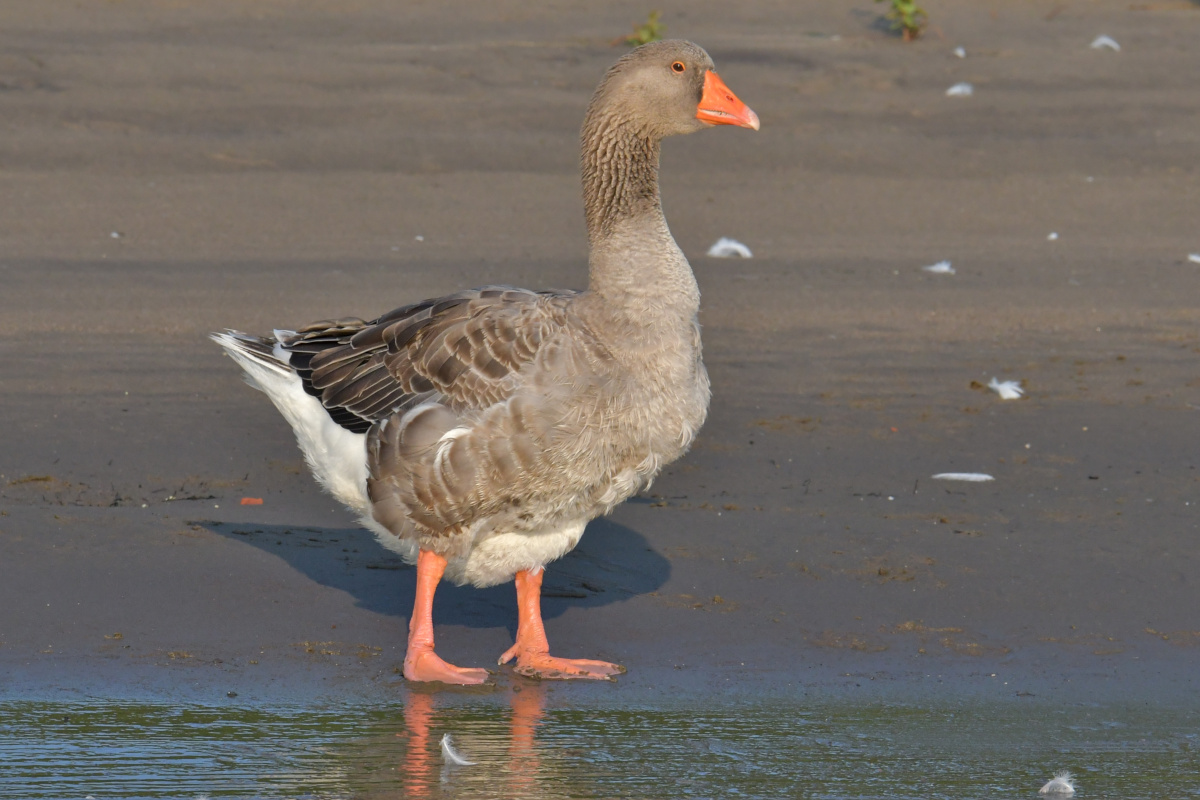 Busy Stockport Flats 02