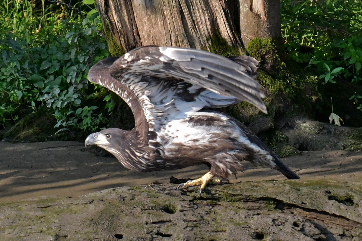 Busy Stockport Flats 03