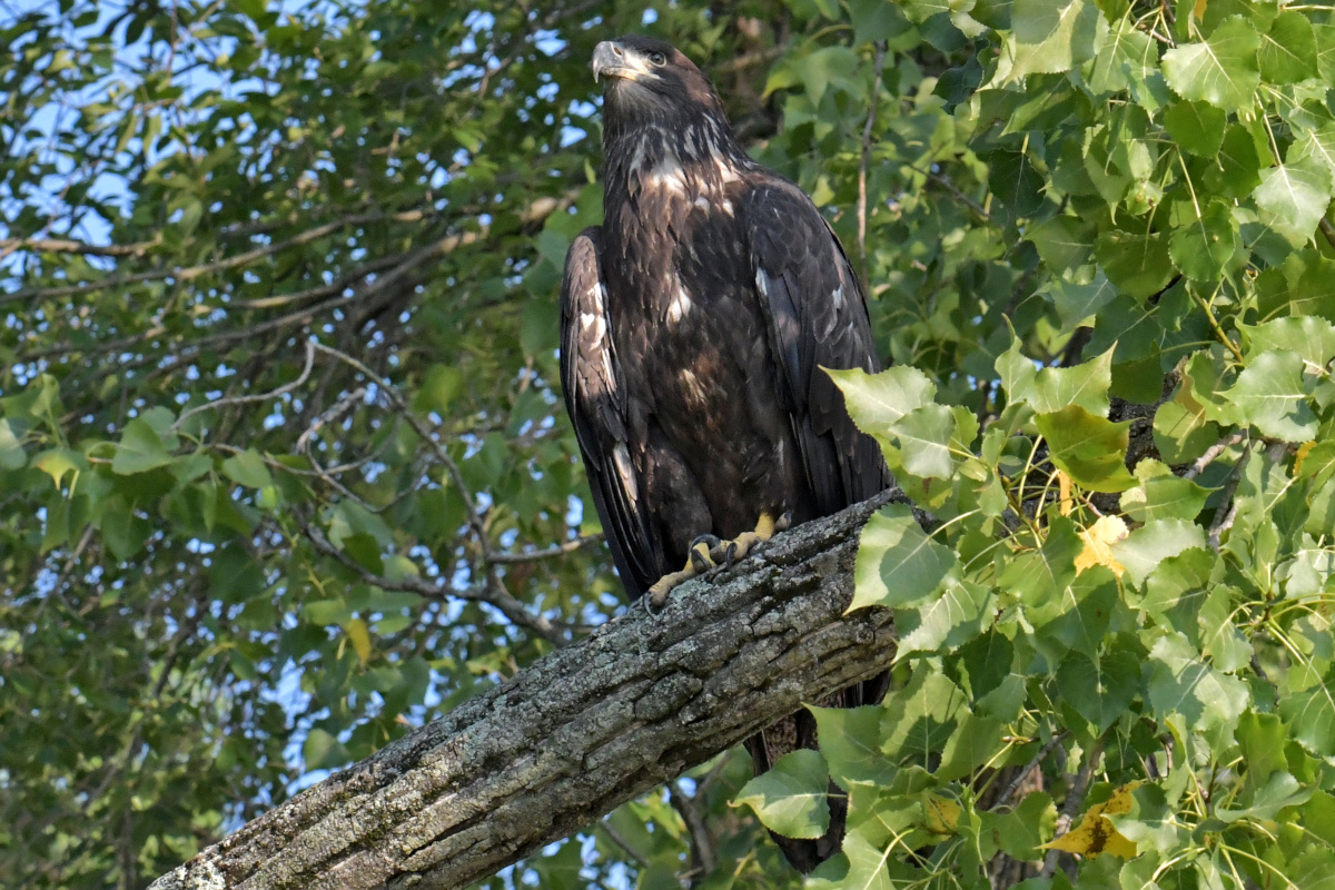 Busy Stockport Flats 05