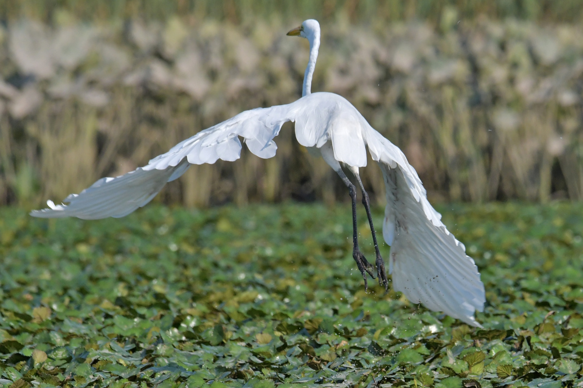 Busy Stockport Flats 08