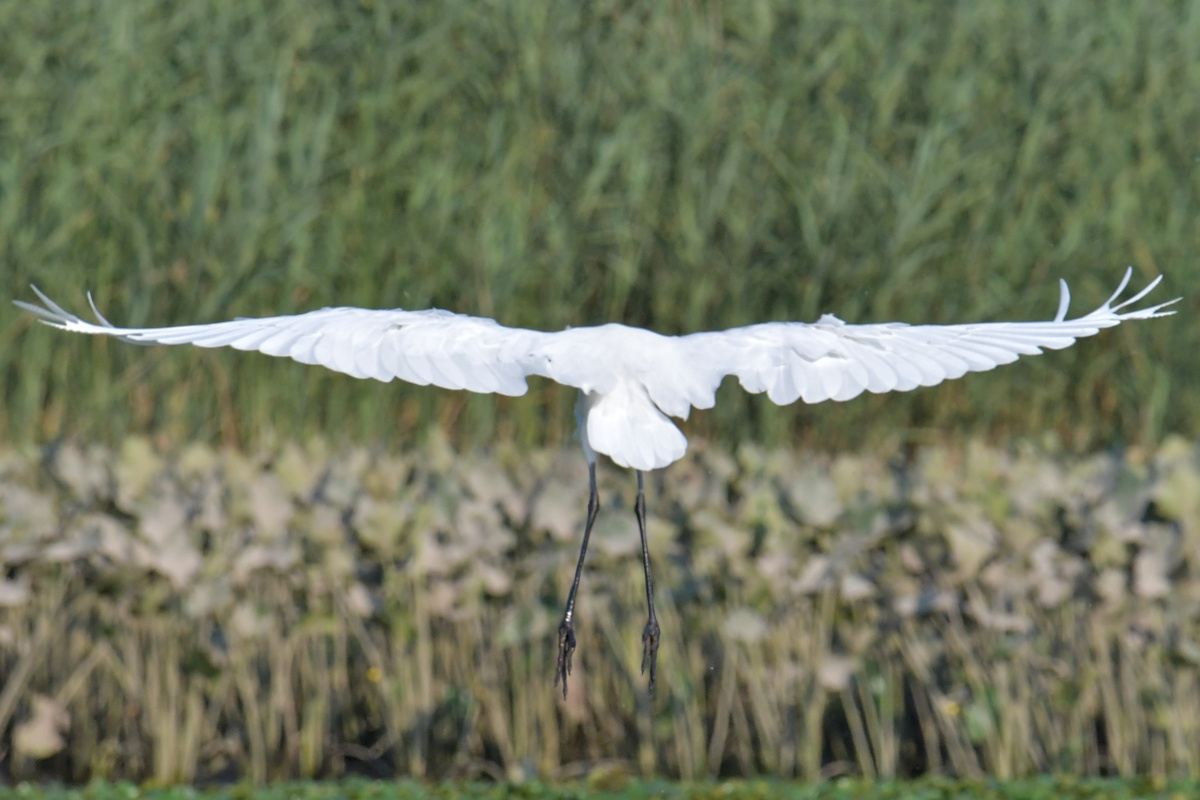 Busy Stockport Flats 09