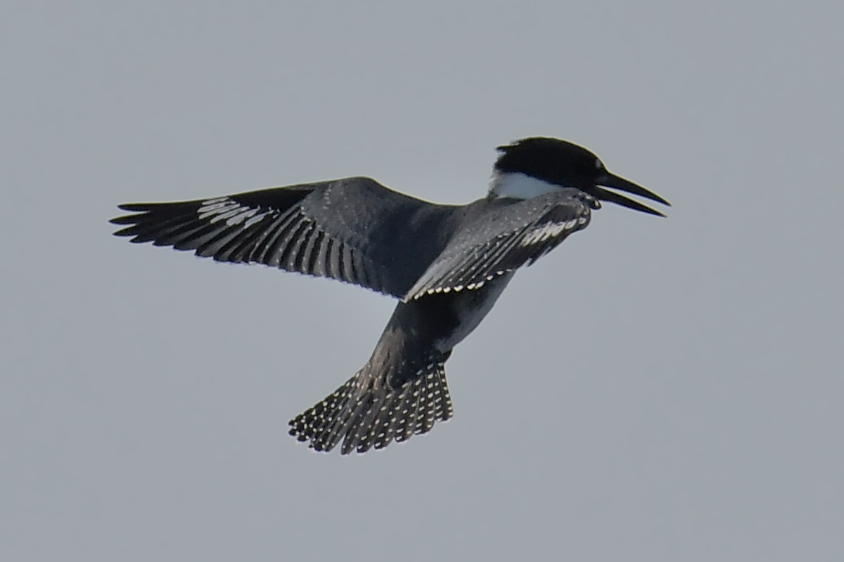 Busy Stockport Flats 13