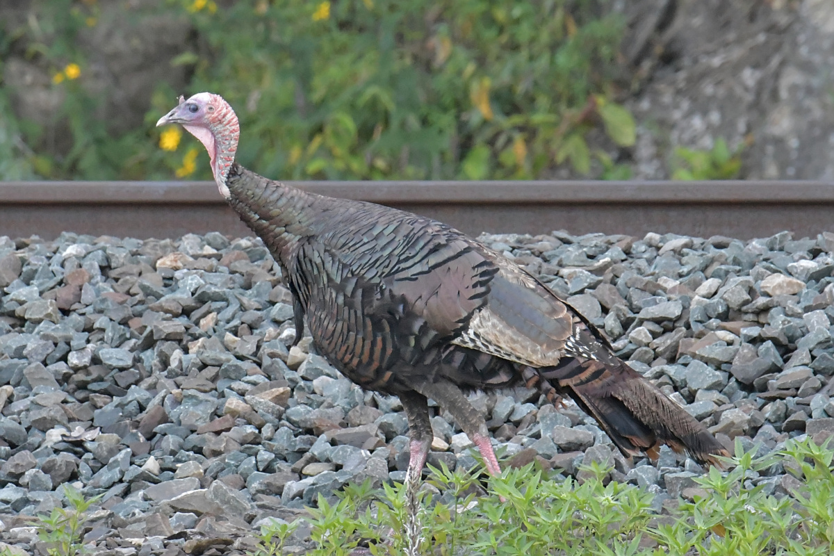 Busy Stockport Flats 32