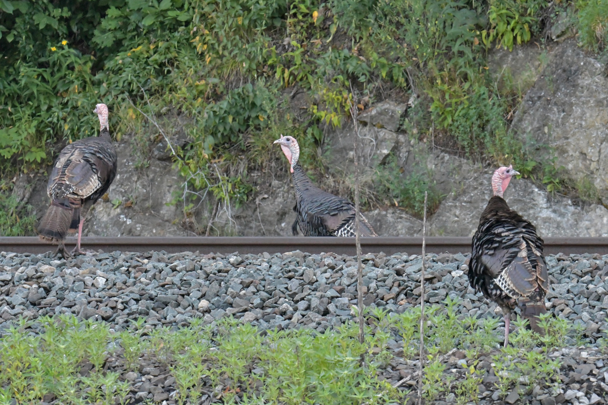 Busy Stockport Flats 33