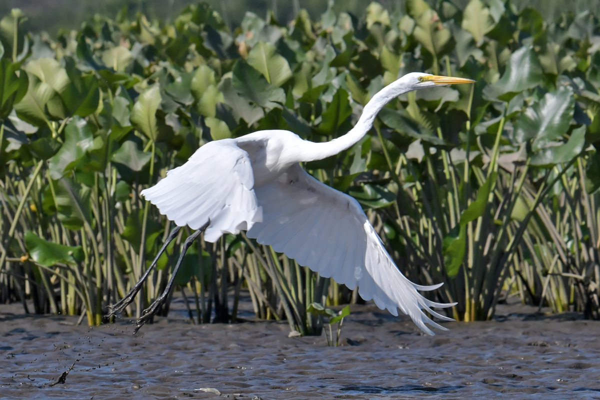 Busy Stockport Flats 36
