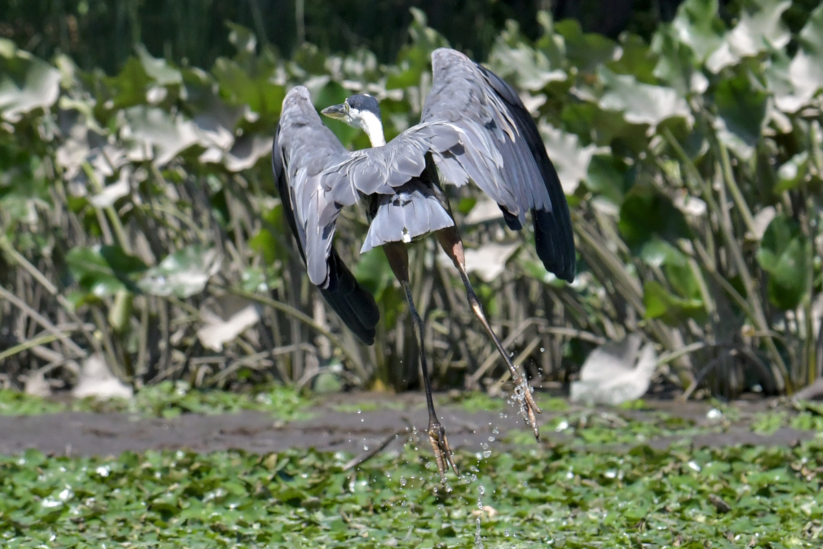 Busy Stockport Flats 41