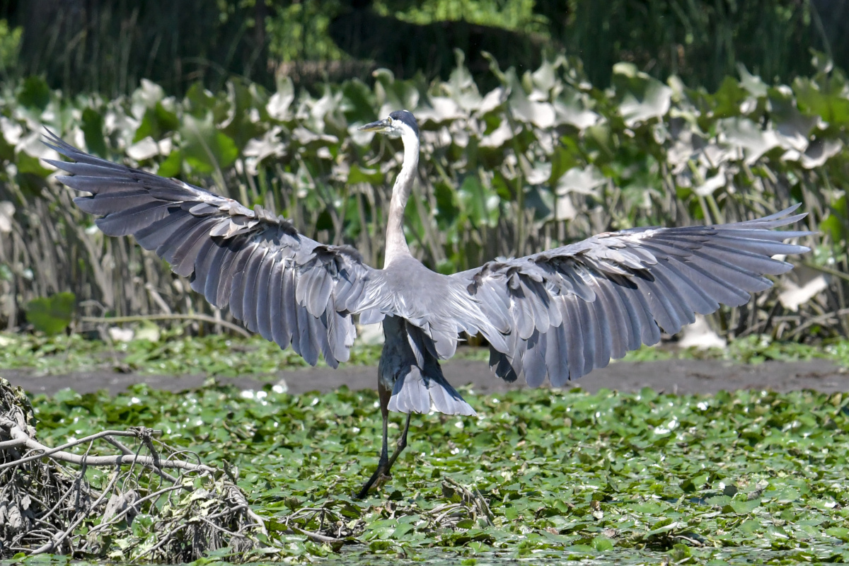 Busy Stockport Flats 42