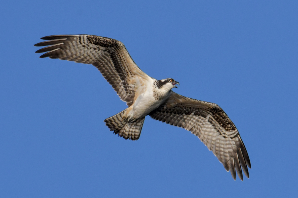 Busy Stockport Flats 44