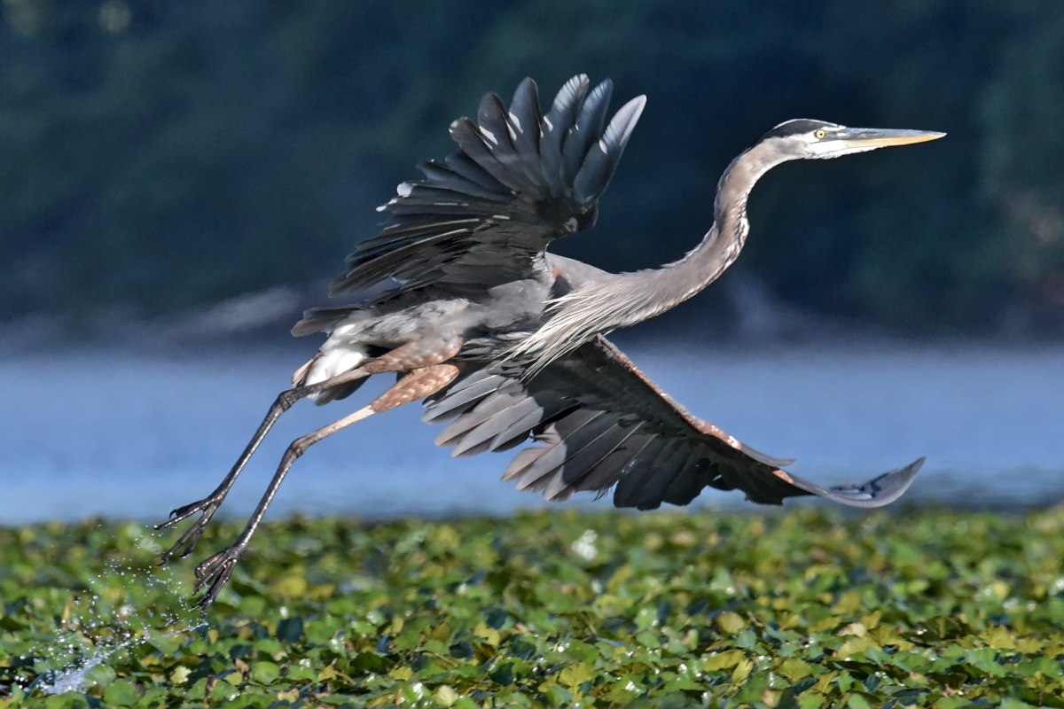 Busy Stockport Flats 45