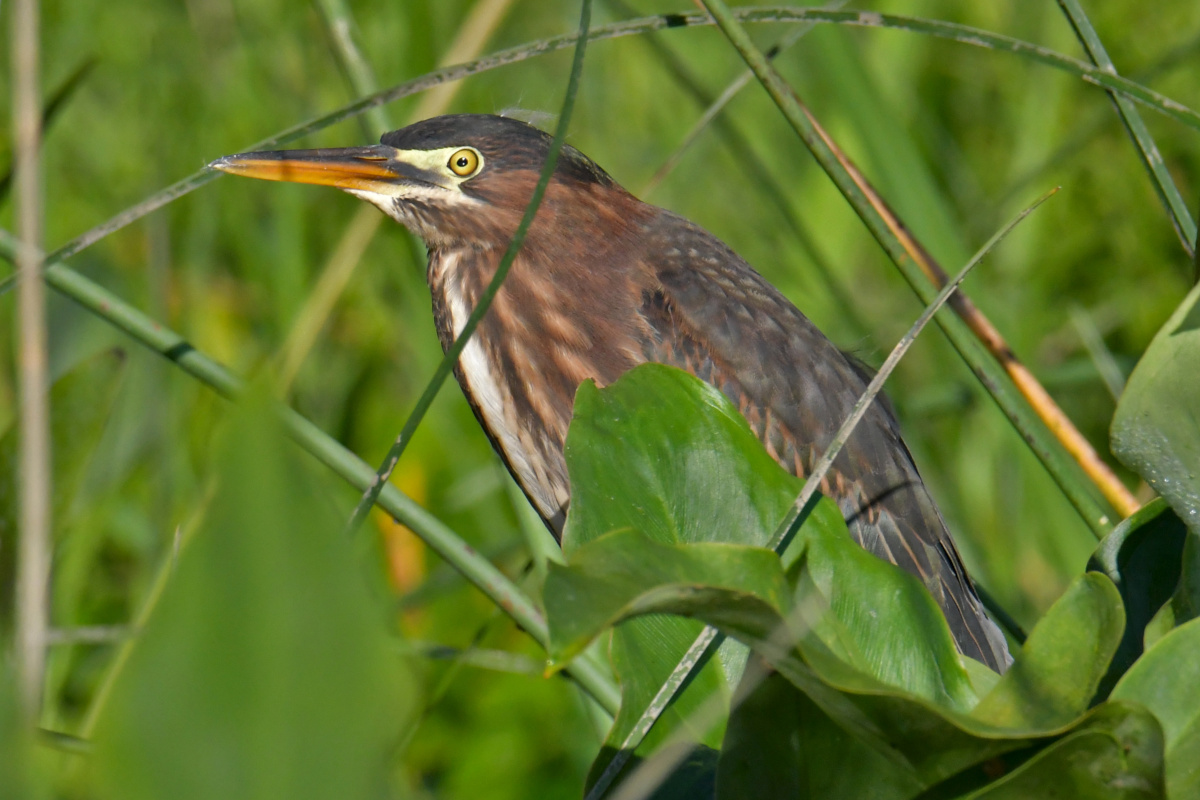 Busy Stockport Flats 46