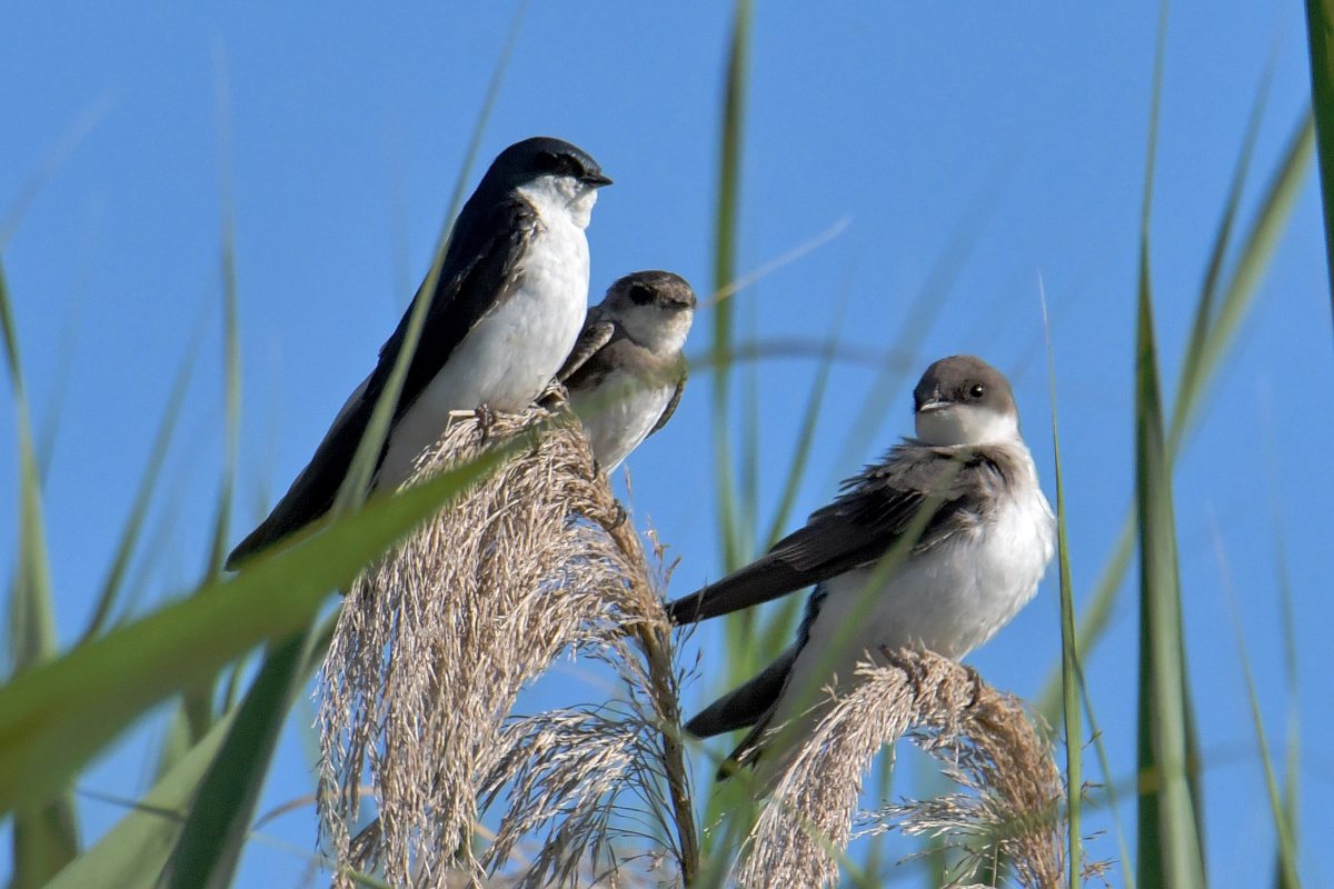 Busy Stockport Flats 49
