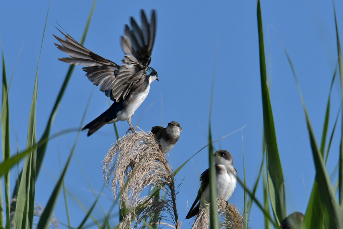 Busy Stockport Flats 50