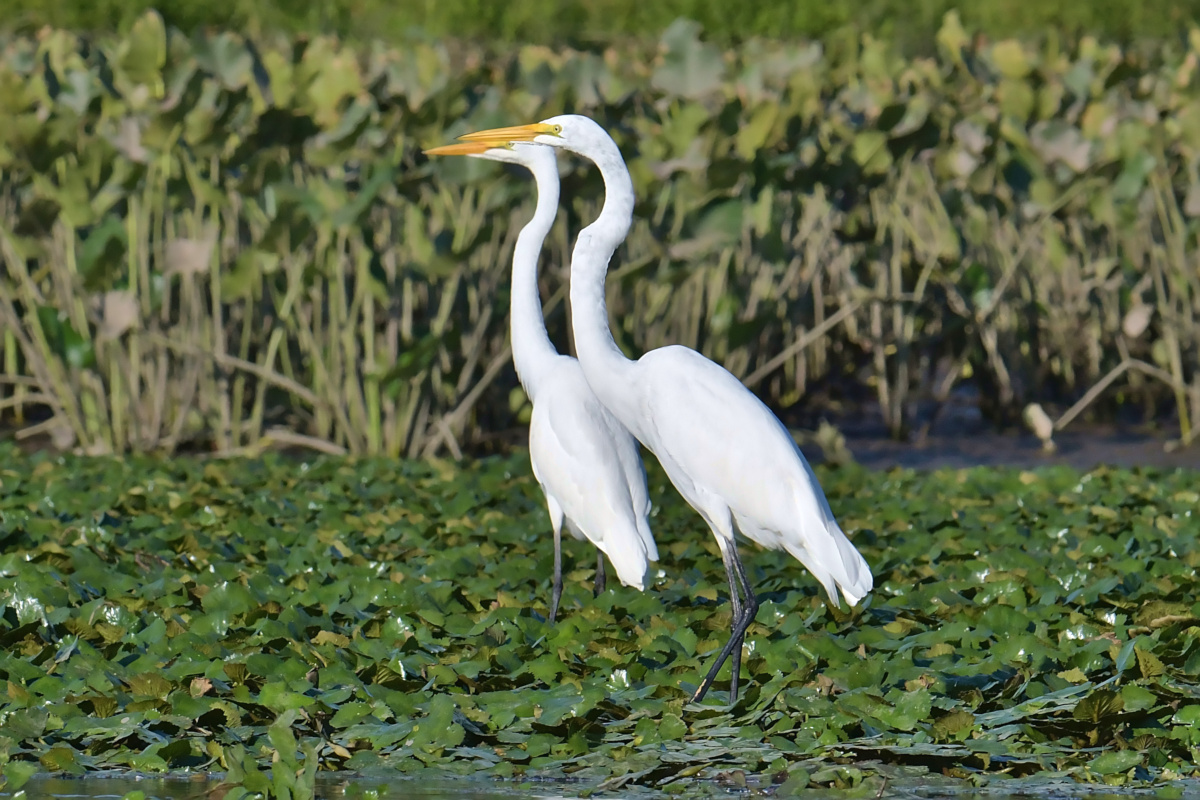 Busy Stockport Flats 51
