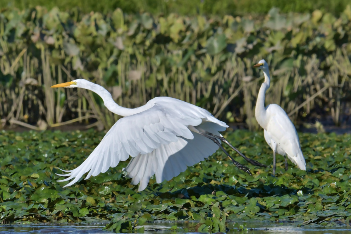 Busy Stockport Flats 53