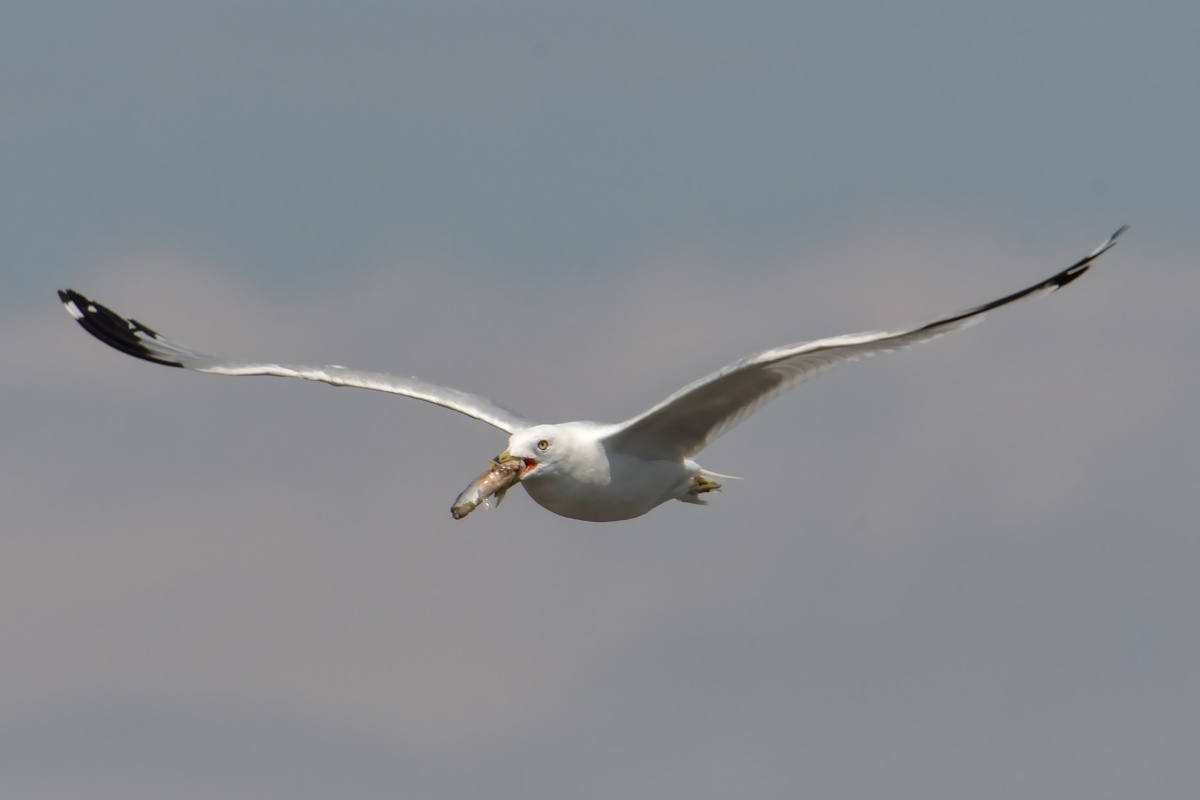 Busy Stockport Flats 54