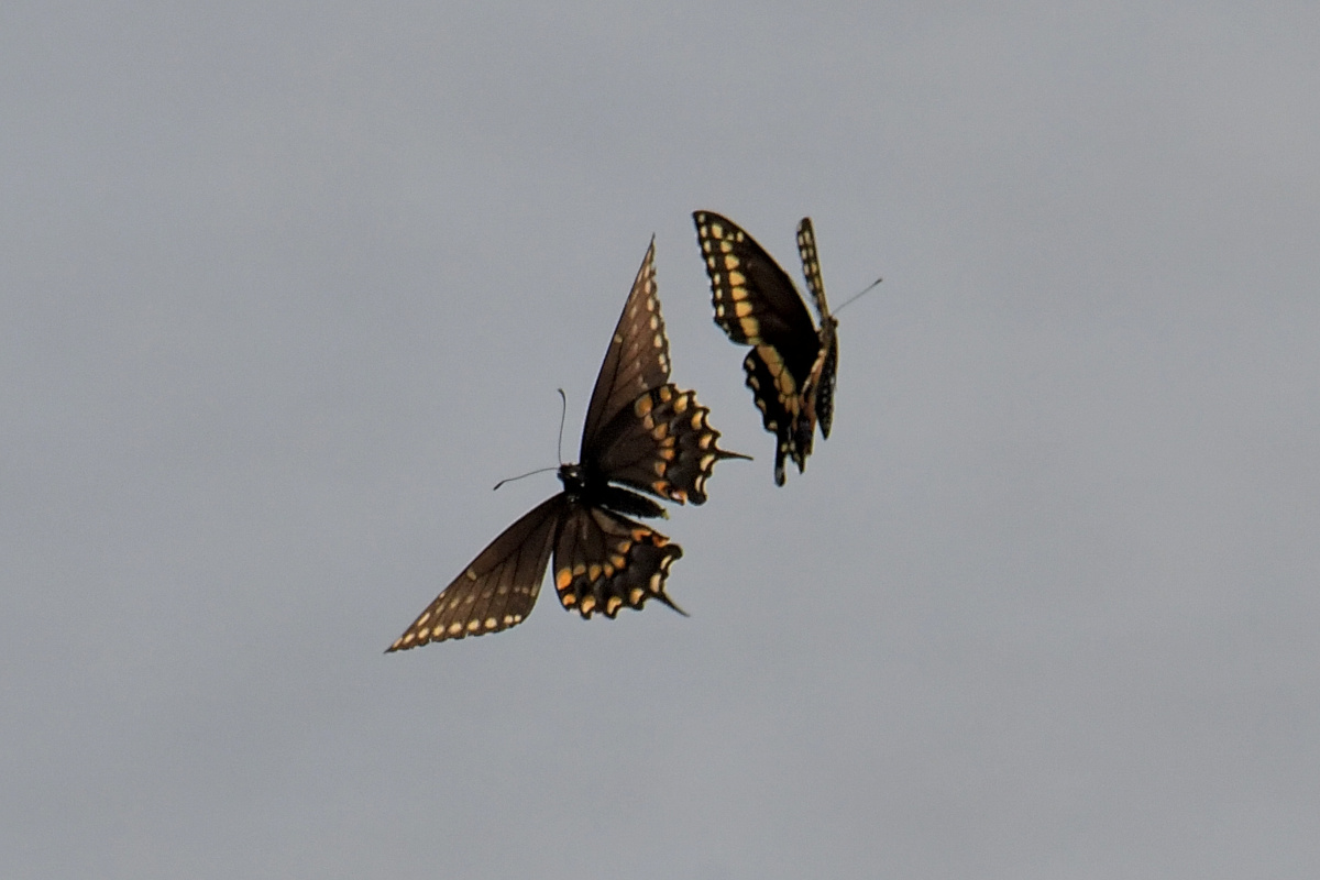 Busy Stockport Flats 55