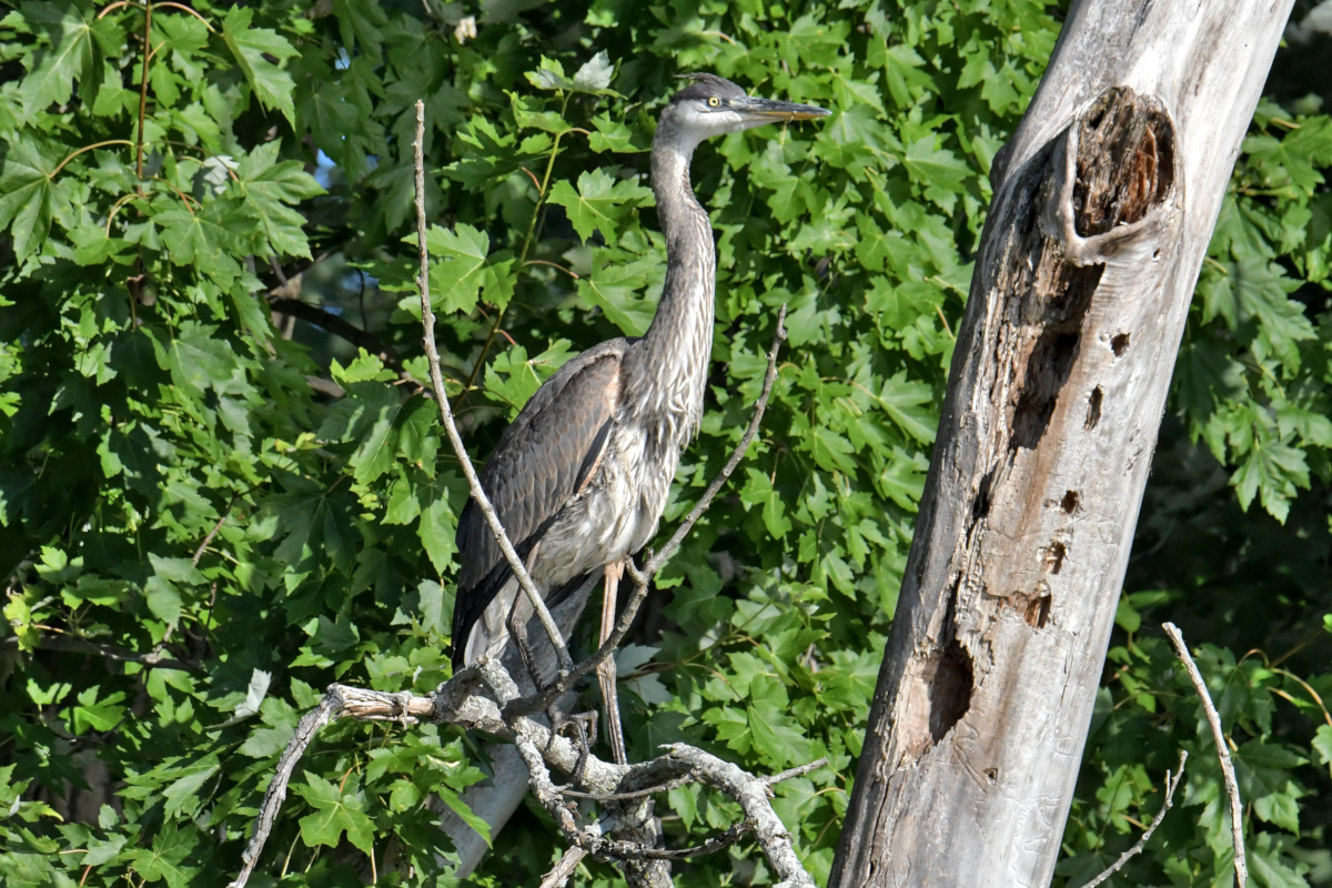 Busy Stockport Flats 56