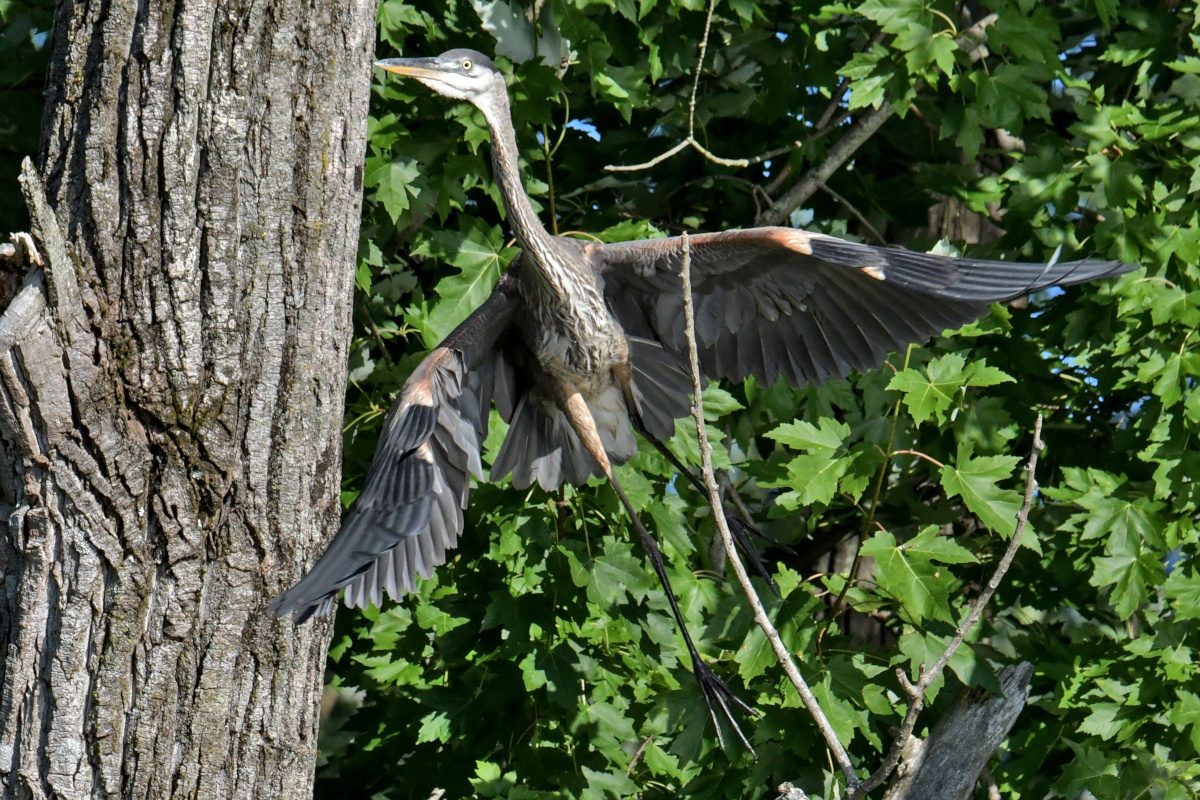 Busy Stockport Flats 57