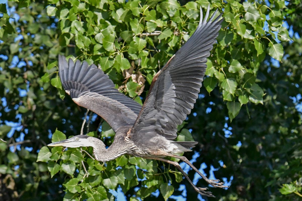 Busy Stockport Flats 58
