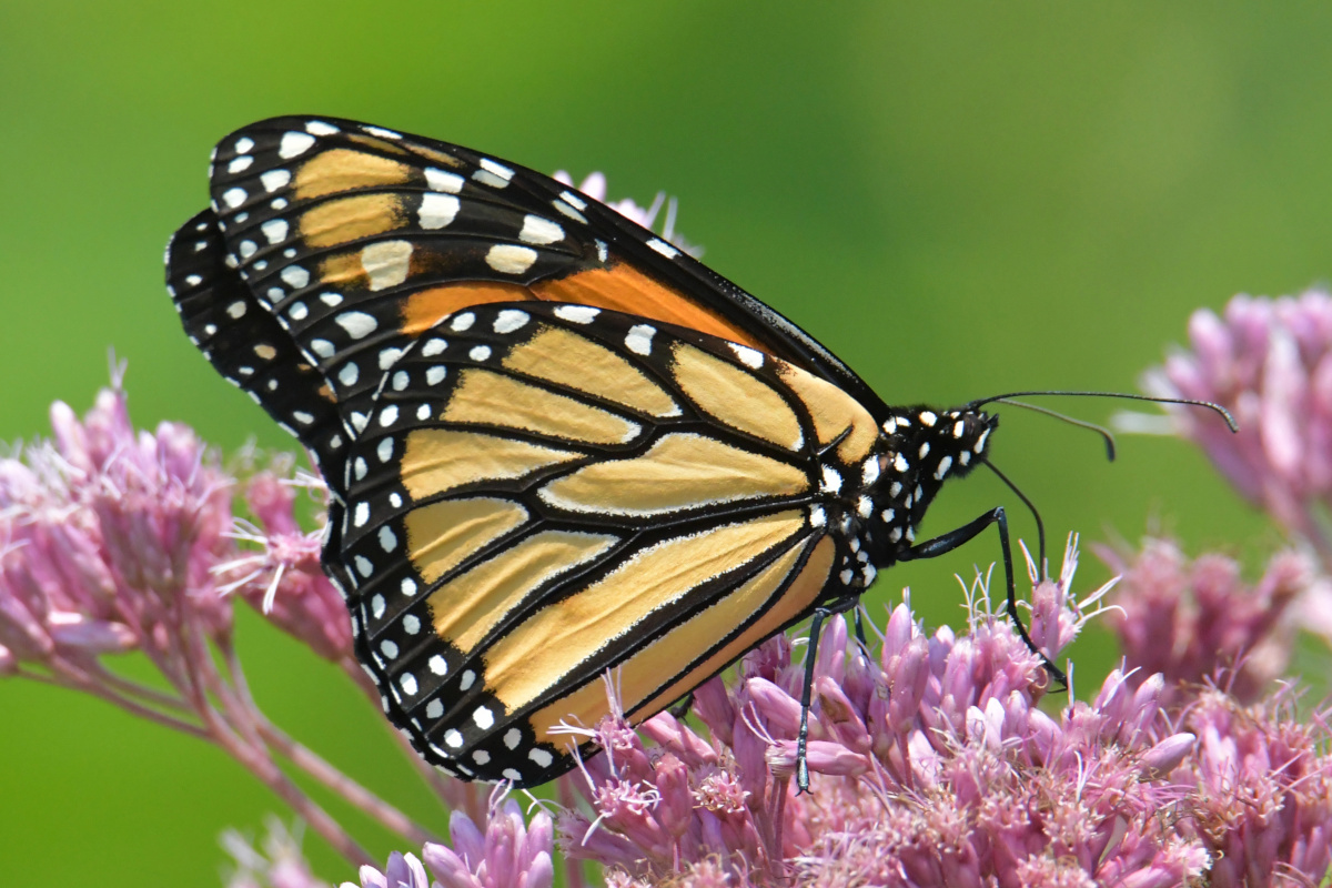 Busy Stockport Flats 59