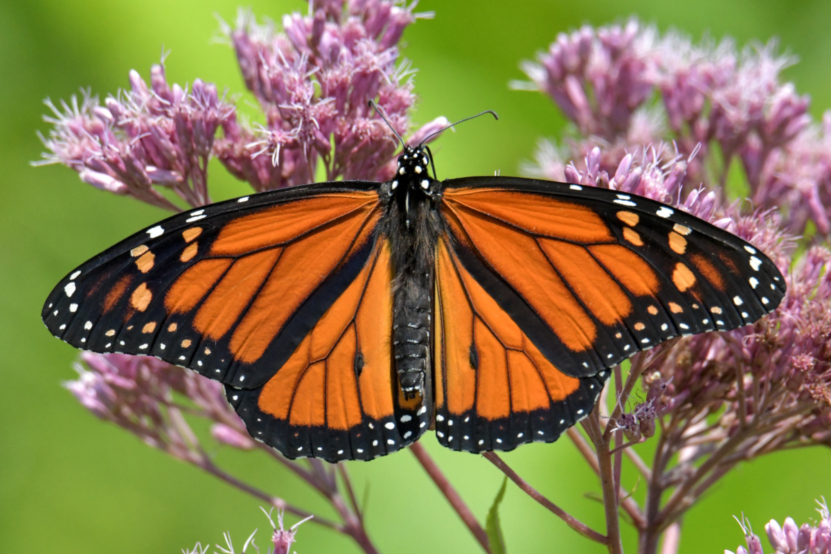 Busy Stockport Flats 60