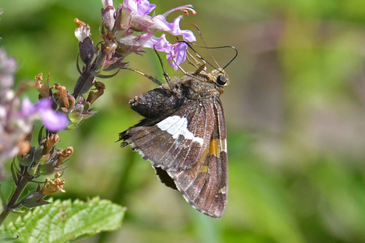 Busy Stockport Flats 61