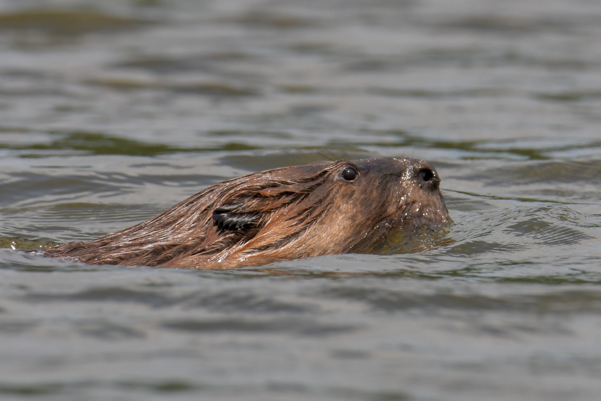 Busy Stockport Flats 63