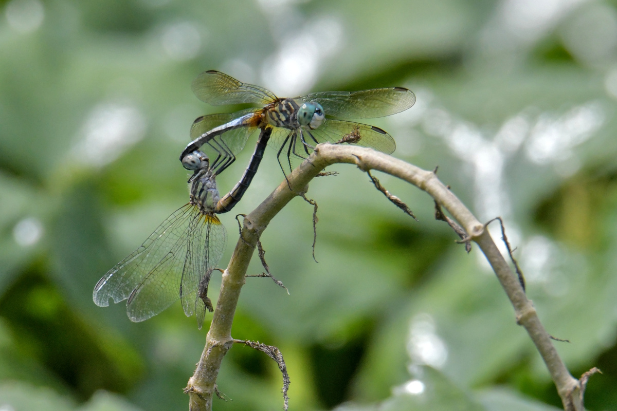 Busy Stockport Flats 64