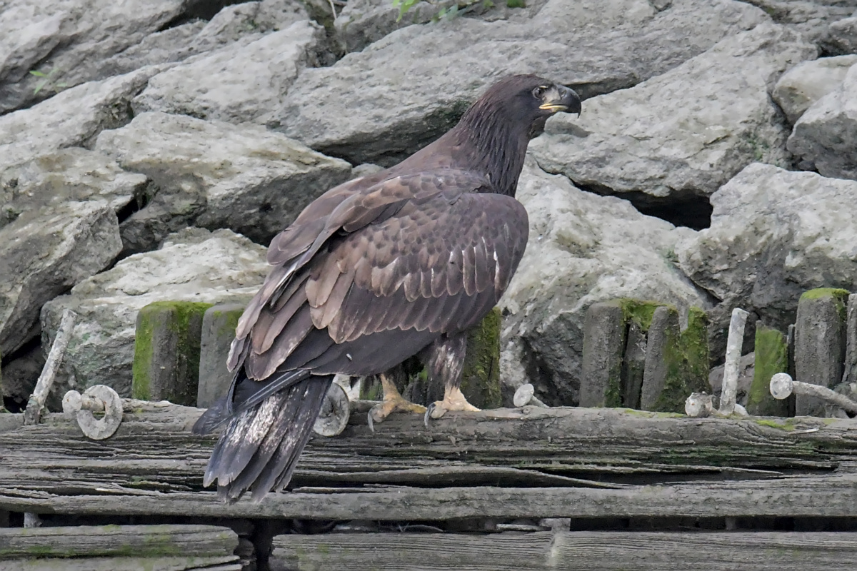 Busy Stockport Flats 65