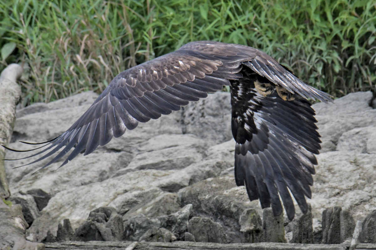 Busy Stockport Flats 66