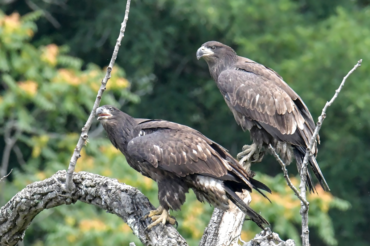 Busy Stockport Flats 68