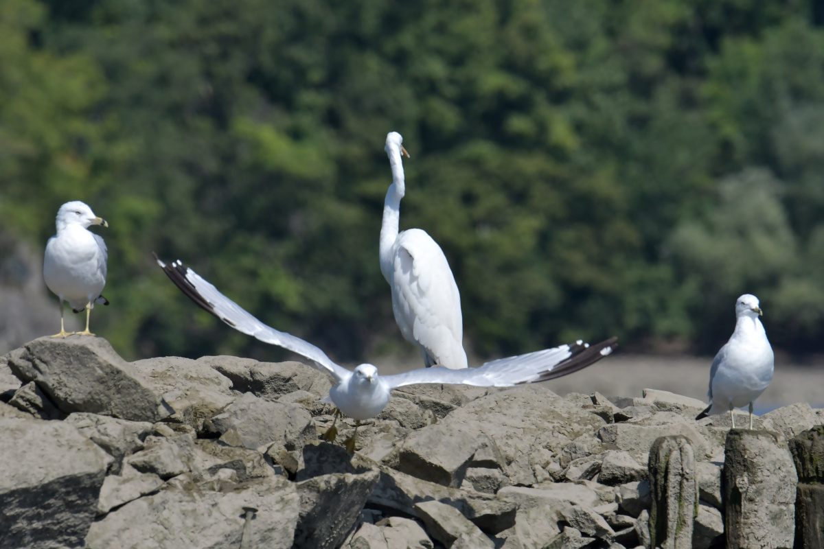 Busy Stockport Flats 70