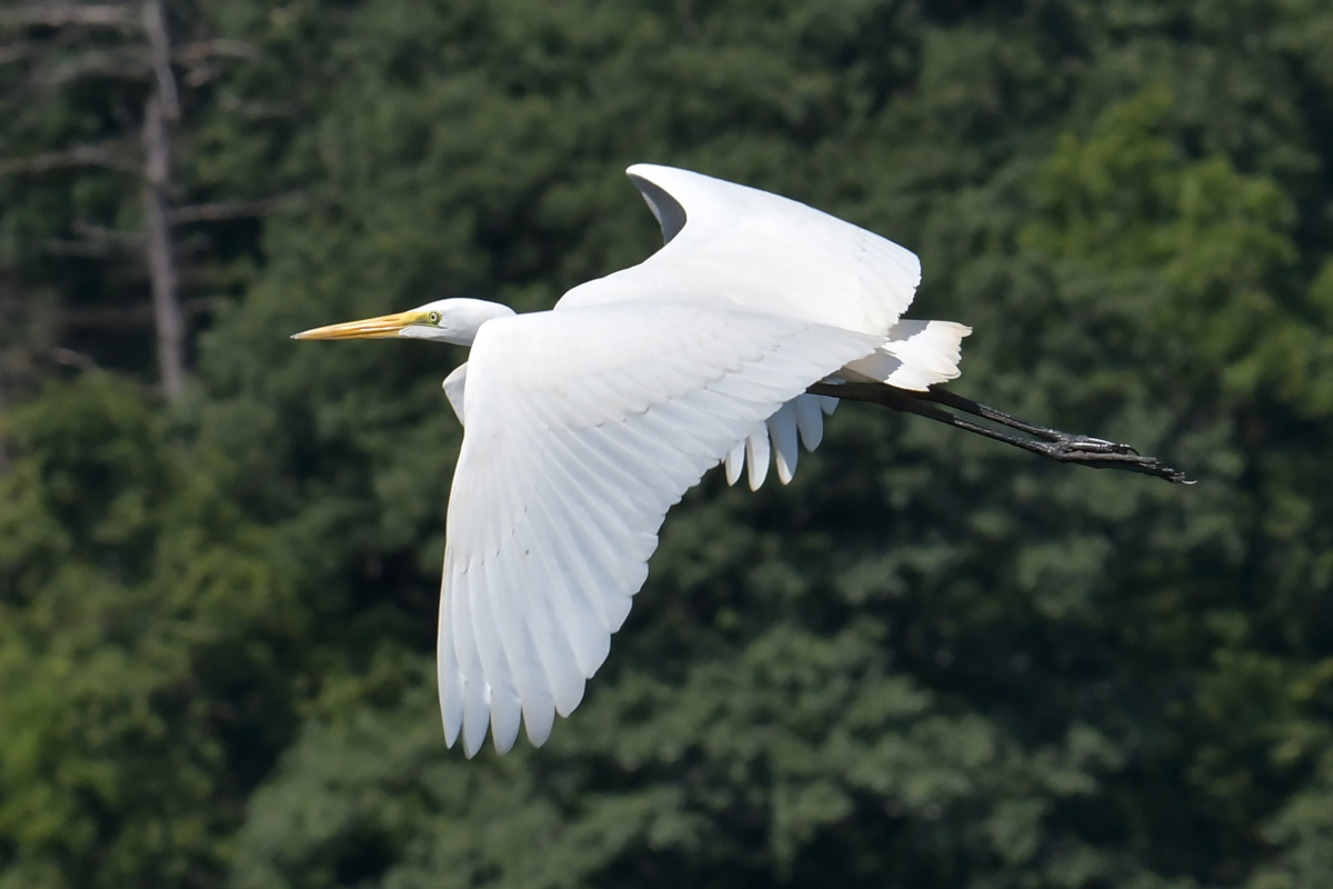 Busy Stockport Flats 71