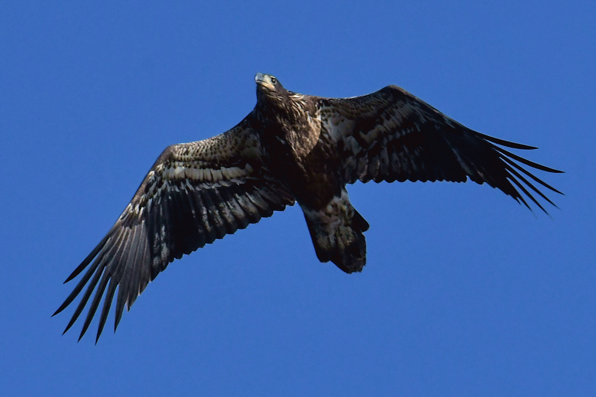 Busy Stockport Flats 74