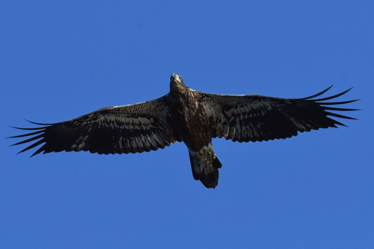 Busy Stockport Flats 75