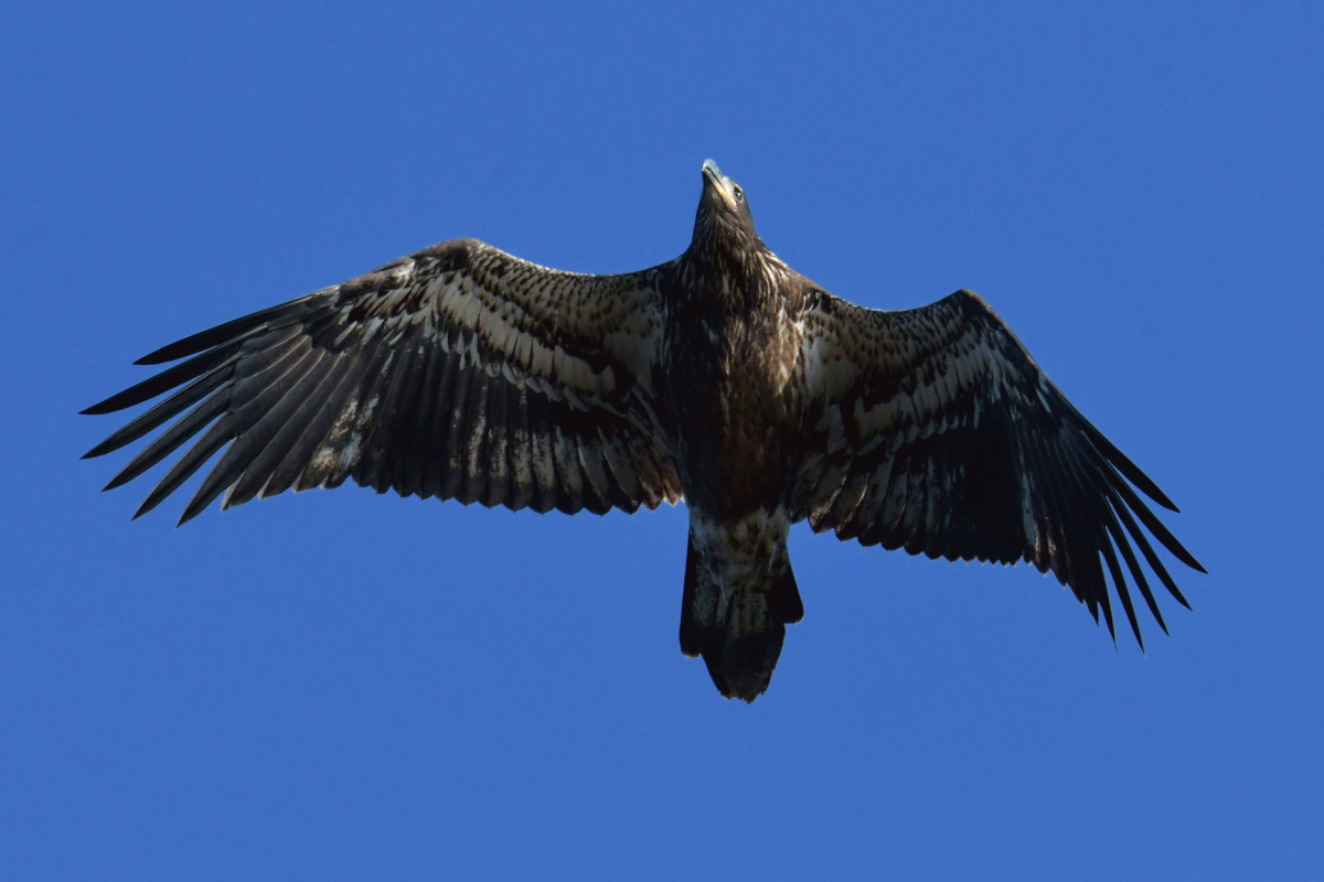 Busy Stockport Flats 76