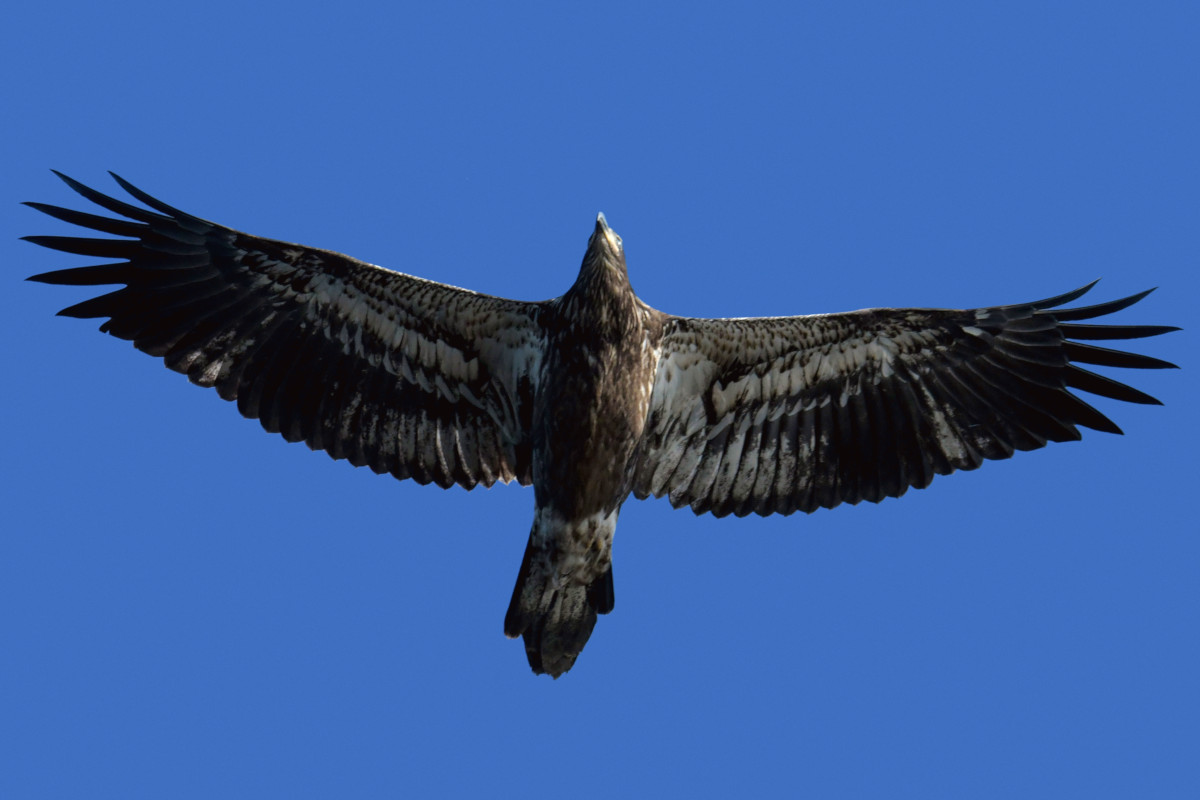 Busy Stockport Flats 77