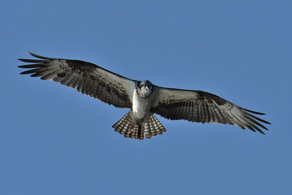 Busy Stockport Flats 78