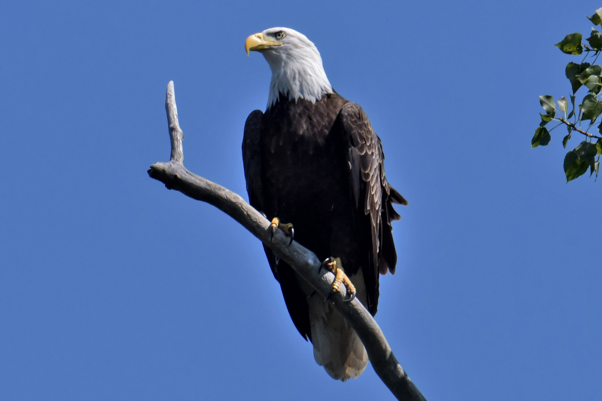 Busy Stockport Flats 79