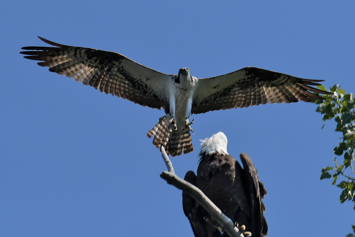 Busy Stockport Flats 80